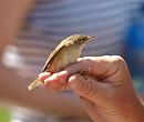 Click image for larger version. 

Name:	reed_warbler_P7043468.jpg 
Views:	566 
Size:	219.6 KB 
ID:	14702