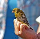 Click image for larger version. 

Name:	greenfinch_P7043379.jpg 
Views:	577 
Size:	221.9 KB 
ID:	14781