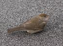 Click image for larger version. 

Name:	SH4720 -1007 19-female juvenile Blackcap-a.jpg 
Views:	857 
Size:	349.1 KB 
ID:	15027