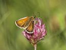 Click image for larger version. 

Name:	essex_skipper_P7184296.jpg 
Views:	162 
Size:	407.2 KB 
ID:	15063