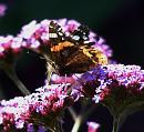 Click image for larger version. 

Name:	Red Admiral 1.JPG 
Views:	225 
Size:	614.9 KB 
ID:	15523