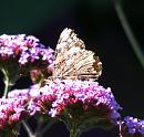 Click image for larger version. 

Name:	Red Admiral 2.JPG 
Views:	243 
Size:	631.5 KB 
ID:	15524