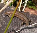 Click image for larger version. 

Name:	Bucklers lizard.JPG 
Views:	200 
Size:	197.3 KB 
ID:	15622