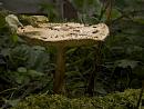 Click image for larger version. 

Name:	SH9894 -1008 29-Mushroom fungus.jpg 
Views:	180 
Size:	280.9 KB 
ID:	15692