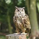 Click image for larger version. 

Name:	european_eagle_owl_P8286377.jpg 
Views:	39355 
Size:	212.1 KB 
ID:	15698