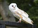 Click image for larger version. 

Name:	barn_owl_P8286362.jpg 
Views:	842 
Size:	192.7 KB 
ID:	15701