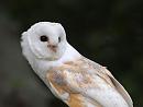 Click image for larger version. 

Name:	barn_owl_P8286360.jpg 
Views:	564 
Size:	155.5 KB 
ID:	15702