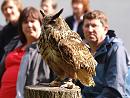Click image for larger version. 

Name:	european_eagle_owl_P8286398.jpg 
Views:	531 
Size:	274.2 KB 
ID:	15710