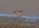 Click image for larger version. 

Name:	redshank_P8296706.jpg 
Views:	326 
Size:	299.1 KB 
ID:	15736