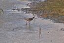 Click image for larger version. 

Name:	redshank_P8296763.jpg 
Views:	302 
Size:	232.4 KB 
ID:	15737