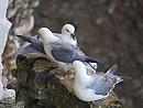 Click image for larger version. 

Name:	Fulmars_P8275972.jpg 
Views:	290 
Size:	112.7 KB 
ID:	15785