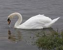 Click image for larger version. 

Name:	Mute Swan 1.JPG 
Views:	507 
Size:	450.2 KB 
ID:	15796