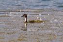 Click image for larger version. 

Name:	camouflaged_grebe_P9127549.jpg 
Views:	209 
Size:	183.9 KB 
ID:	15892