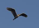 Click image for larger version. 

Name:	SH5221 -1011 10-Grey Heron in flight - Ardea cinerea.jpg 
Views:	176 
Size:	186.7 KB 
ID:	16296