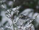Click image for larger version. 

Name:	08. Pied Wagtail.JPG 
Views:	240 
Size:	463.2 KB 
ID:	16419