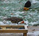 Click image for larger version. 

Name:	Mistle Thrush 1.JPG 
Views:	222 
Size:	456.4 KB 
ID:	16555