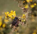 Click image for larger version. 

Name:	Dartford Warbler 3.JPG 
Views:	199 
Size:	386.6 KB 
ID:	16943