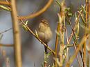 Click image for larger version. 

Name:	Chiffchaff_P3273366.jpg 
Views:	382 
Size:	73.1 KB 
ID:	16968