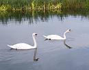 Click image for larger version. 

Name:	Pair of Mute Swans.jpg 
Views:	176 
Size:	276.2 KB 
ID:	1762