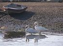 Click image for larger version. 

Name:	Thinking of swanning off...JPG 
Views:	400 
Size:	434.5 KB 
ID:	17999