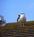 Click image for larger version. 

Name:	Great Black-backed Gull.JPG 
Views:	442 
Size:	236.0 KB 
ID:	18109