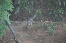 Click image for larger version. 

Name:	Sparrow Hawk (7).JPG 
Views:	200 
Size:	296.8 KB 
ID:	18296
