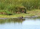 Click image for larger version. 

Name:	Young Moorhen perhaps....JPG 
Views:	362 
Size:	345.8 KB 
ID:	18863