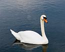 Click image for larger version. 

Name:	Mute Swan.jpg 
Views:	345 
Size:	297.5 KB 
ID:	1908