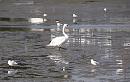 Click image for larger version. 

Name:	Mute Swan, BHGs and Oystercatchers on mud flats.JPG 
Views:	351 
Size:	316.8 KB 
ID:	19251