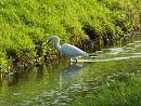 Click image for larger version. 

Name:	Little Egret 12 for email.JPG 
Views:	256 
Size:	507.8 KB 
ID:	19637