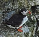 Click image for larger version. 

Name:	Puffin-P5058401.JPG 
Views:	365 
Size:	185.9 KB 
ID:	19751