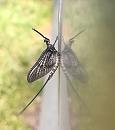 Click image for larger version. 

Name:	Mayfly-2019-05-21 12.08.19-1.jpg 
Views:	300 
Size:	141.8 KB 
ID:	19961