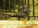 Click image for larger version. 

Name:	pheasant.jpg 
Views:	165 
Size:	290.2 KB 
ID:	2258