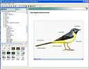 Click image for larger version. 

Name:	birdguide.jpg 
Views:	2705 
Size:	38.4 KB 
ID:	2333