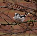 Click image for larger version. 

Name:	longtailedtit.jpg 
Views:	150 
Size:	135.6 KB 
ID:	2637