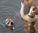 Click image for larger version. 

Name:	egyptian_goose_2.jpg 
Views:	253 
Size:	237.8 KB 
ID:	3333