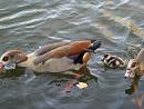 Click image for larger version. 

Name:	egyptian_goose_1.jpg 
Views:	232 
Size:	219.9 KB 
ID:	3334
