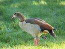 Click image for larger version. 

Name:	egyptian_goose_6.jpg 
Views:	229 
Size:	227.7 KB 
ID:	3338