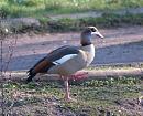 Click image for larger version. 

Name:	egyptian_goose_7.jpg 
Views:	210 
Size:	139.4 KB 
ID:	3339