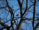 Click image for larger version. 

Name:	egyptian_goose_tree.jpg 
Views:	457 
Size:	397.3 KB 
ID:	3342