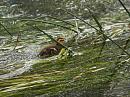 Click image for larger version. 

Name:	duckling.jpg 
Views:	240 
Size:	231.2 KB 
ID:	351