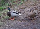 Click image for larger version. 

Name:	mallard_couple.jpg 
Views:	216 
Size:	264.1 KB 
ID:	3705