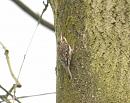 Click image for larger version. 

Name:	treecreeper.jpg 
Views:	508 
Size:	113.3 KB 
ID:	4049