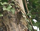 Click image for larger version. 

Name:	treecreeper_1.jpg 
Views:	517 
Size:	160.9 KB 
ID:	4050