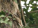 Click image for larger version. 

Name:	treecreeper_2.jpg 
Views:	623 
Size:	113.8 KB 
ID:	4051