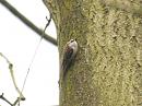 Click image for larger version. 

Name:	treecreeper_3.jpg 
Views:	522 
Size:	99.1 KB 
ID:	4052