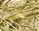 Click image for larger version. 

Name:	Chiffchaff_1.jpg 
Views:	489 
Size:	90.9 KB 
ID:	4053
