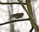 Click image for larger version. 

Name:	Chiffchaff_3.jpg 
Views:	520 
Size:	79.0 KB 
ID:	4055