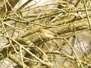 Click image for larger version. 

Name:	Chiffchaff.jpg 
Views:	466 
Size:	85.1 KB 
ID:	4056