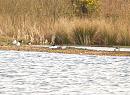 Click image for larger version. 

Name:	Goosanders.jpg 
Views:	200 
Size:	241.3 KB 
ID:	4096